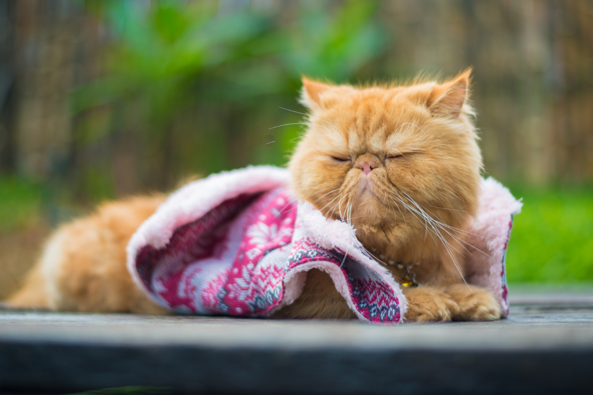 Персидский кот 