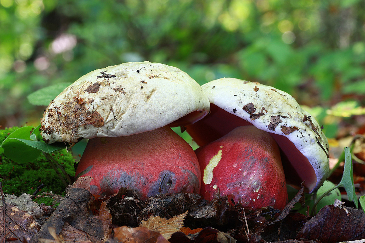 bob.leccinum.Robert Kozak / Shutterstock / FOTODOM📷Сатанинский гриб — еще один двойник, который может сбить с толку из-за массивной формы и трубчатой шляпки