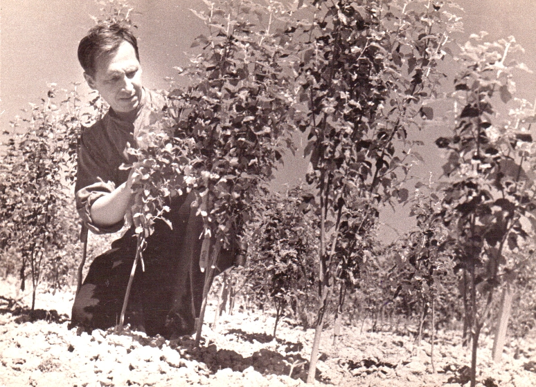 Яблоков прививает тополя, 1937 год