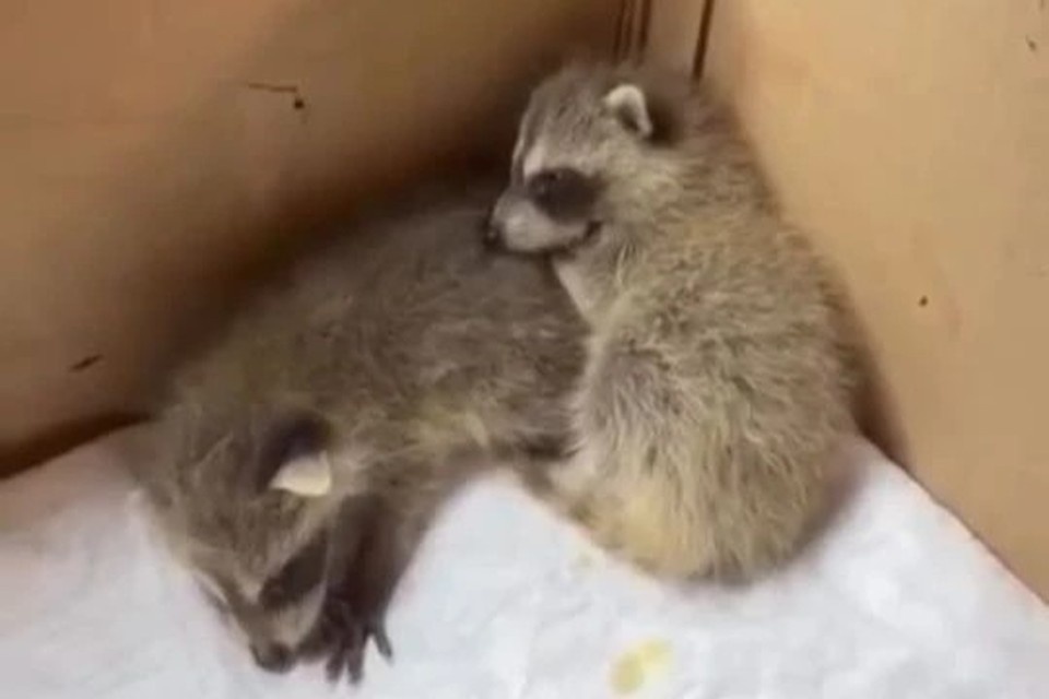    После обеда маленькие еноты сладко спят. Фото: стоп-кадр видео приюта бездомных животных
