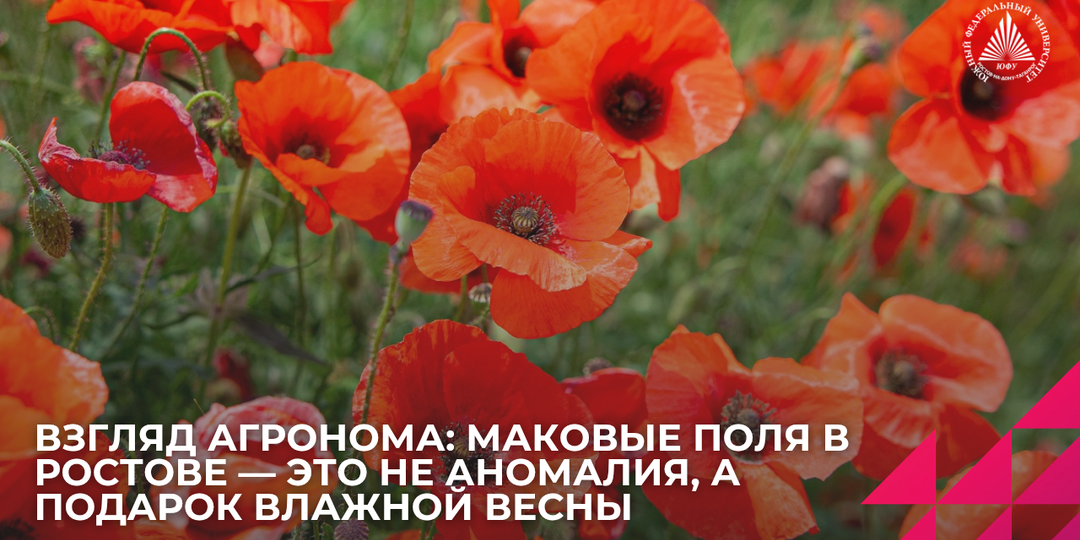 В Ростовской области массово цветут маковые поля — что это и опасно ли?