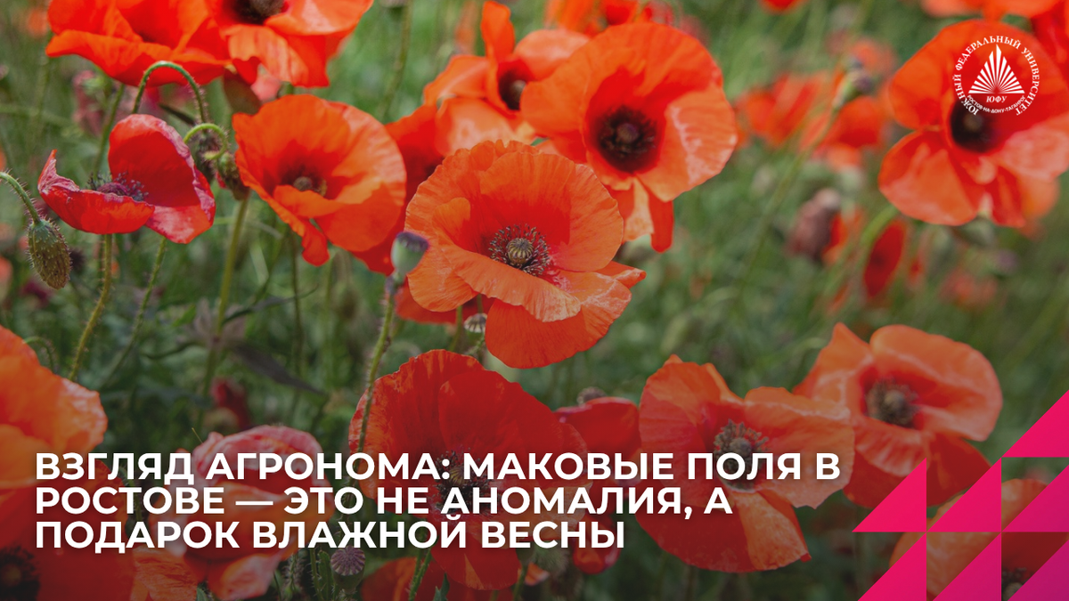 Источник: Центр общественных коммуникаций ЮФУ