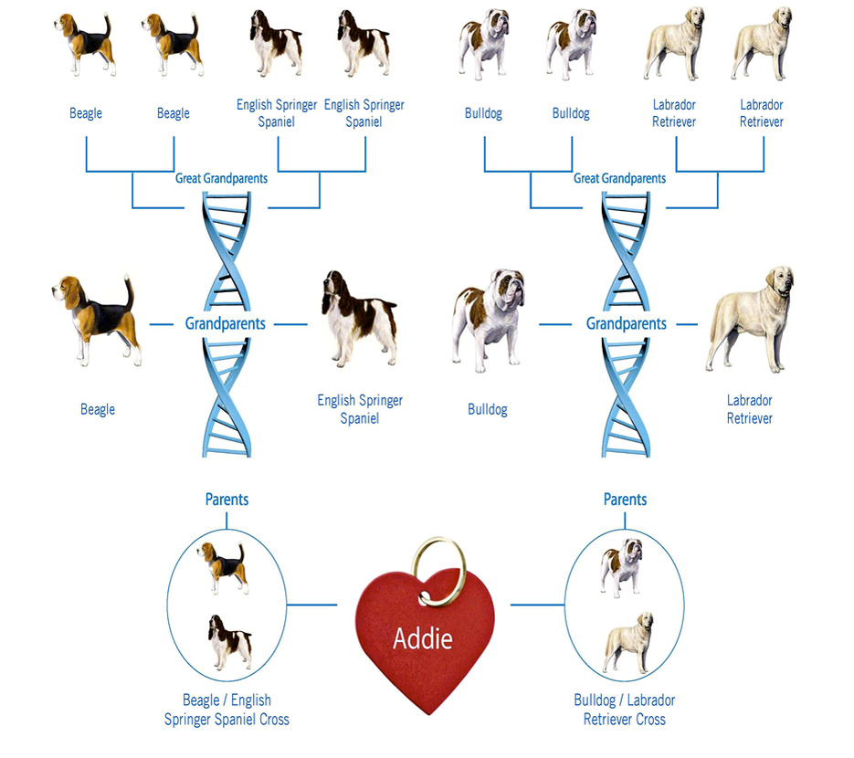 https://fortune.com/2015/06/25/dog-dna-tests/?xid=soc_socialflow_facebook_FORTUNE