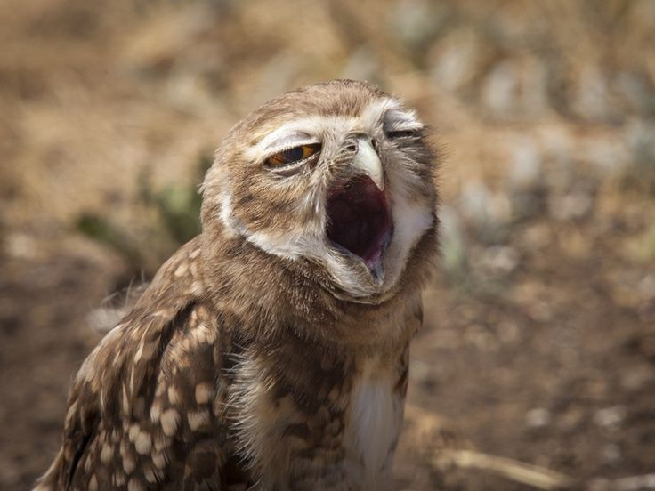 - А кофе нет?