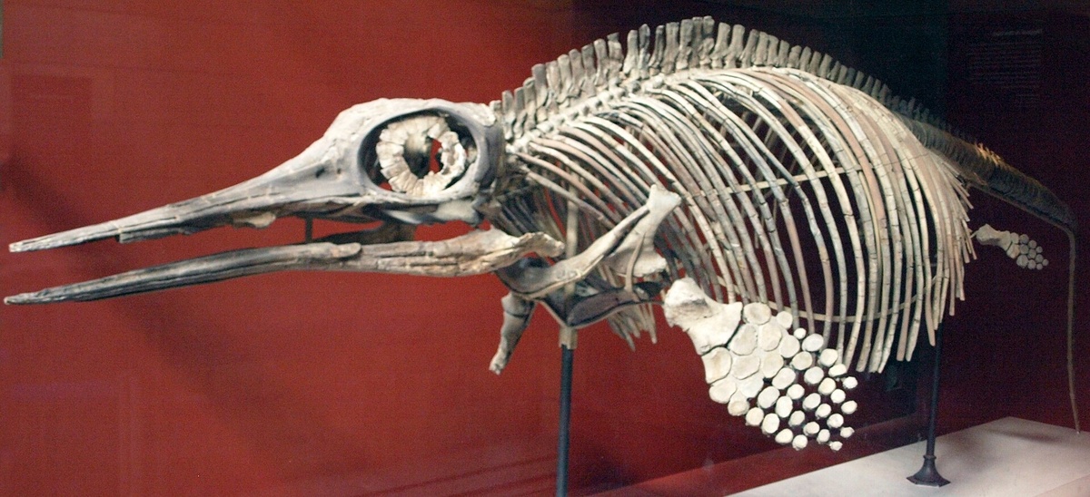 Скелет ихтиозавра. Источник: https://ru.wikipedia.org/wiki/Ихтиозавры