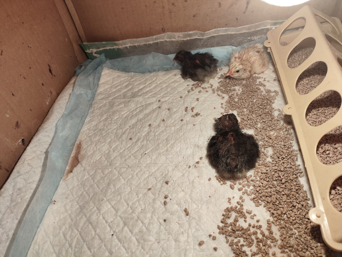 Первенцы