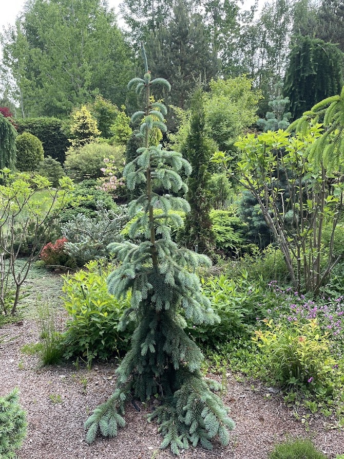 2026 Picea pungens Kosteletz