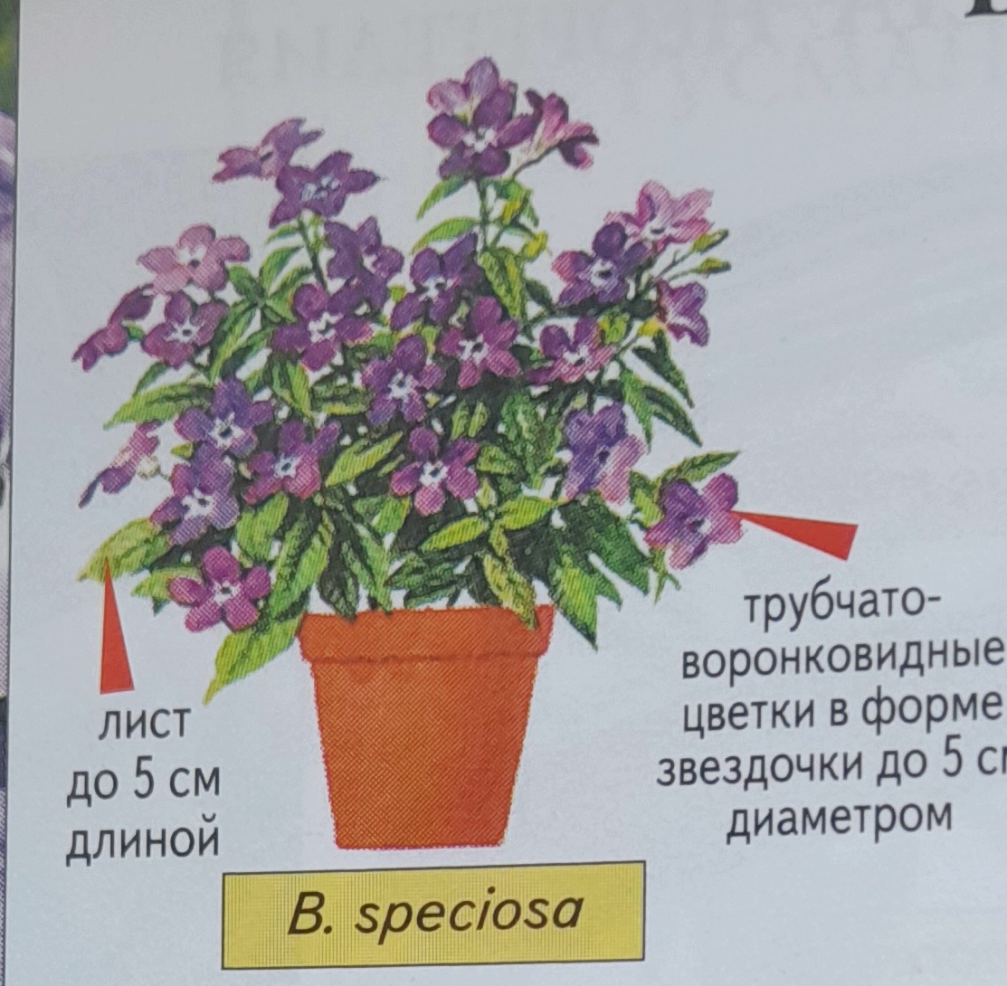 Фото автора канала.  Speciosa один из видов  Броваллии