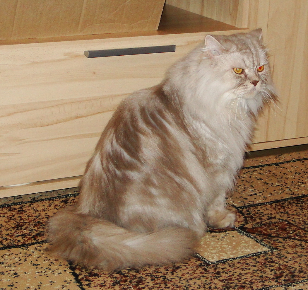 Кот Бастиан
