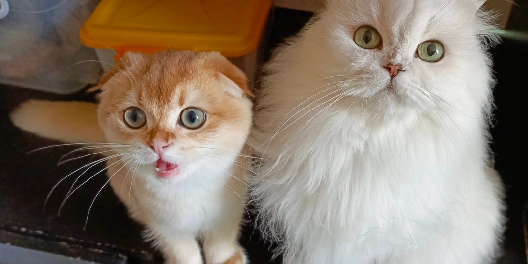 Кот бросается, кусает и царапает вас? С агрессией кота можно справиться!
