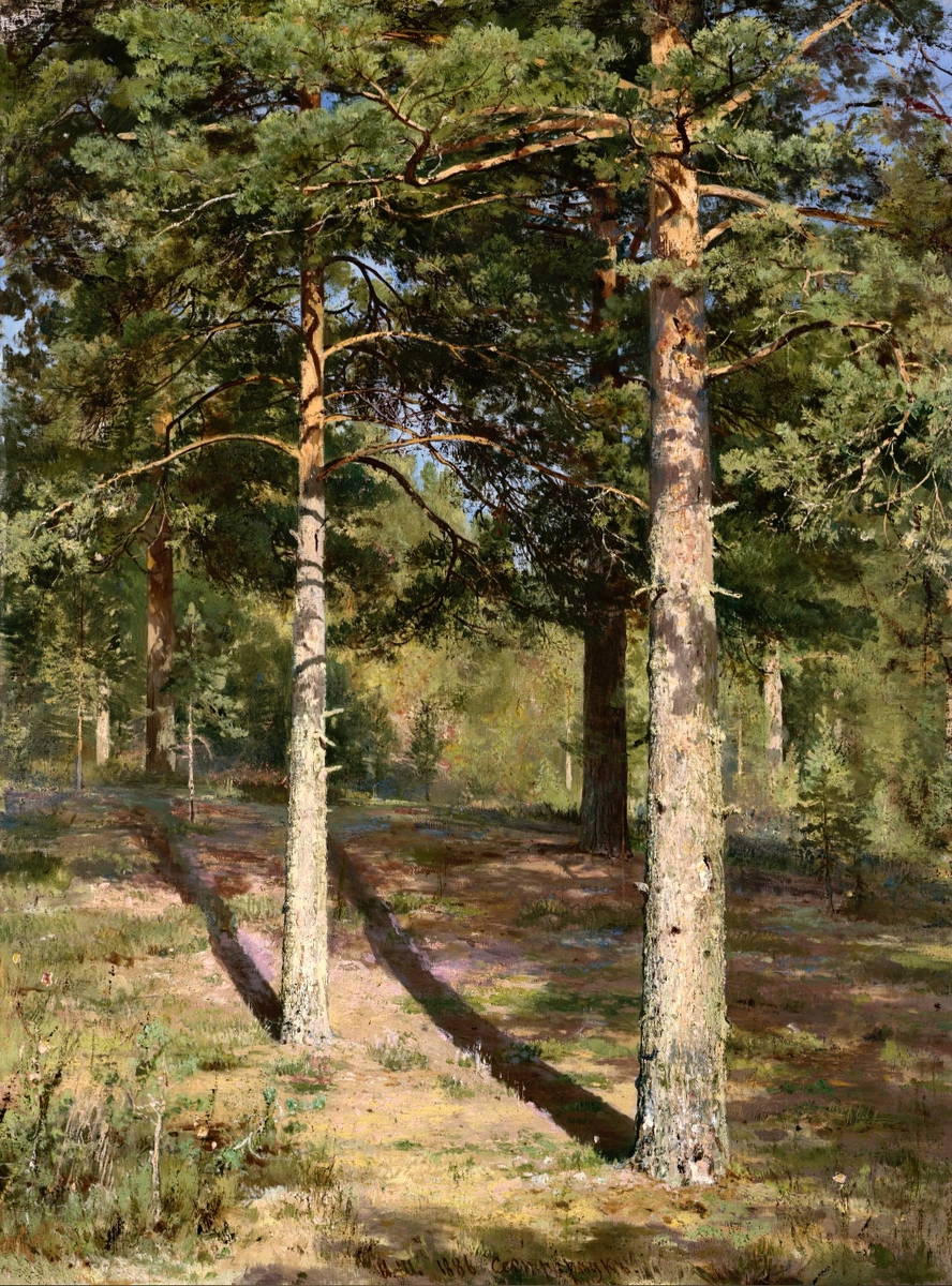 "Сосны, освещенные солнцем", 1886 год. Этюд. Холст, масло. 102 x 70 см. Государственная Третьяковская галерея, Москва