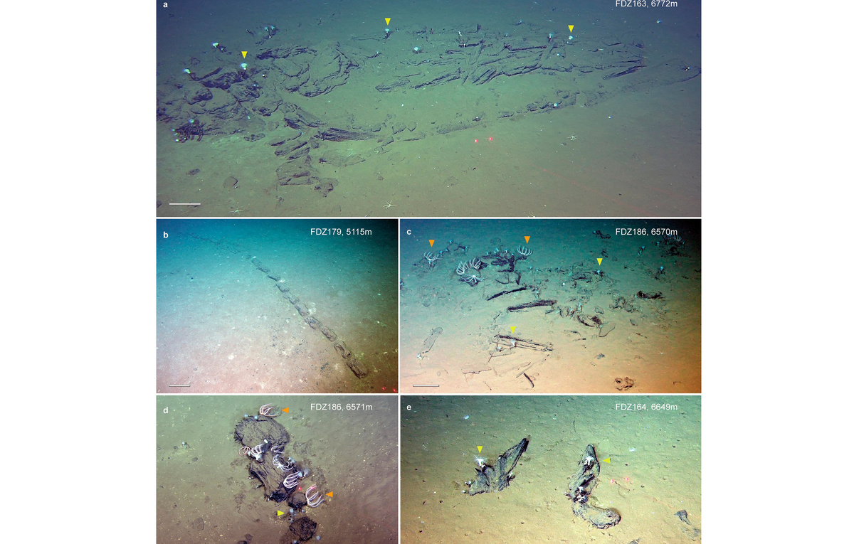 Peng, X., Zhou, P., Song, X. et al./Nature
