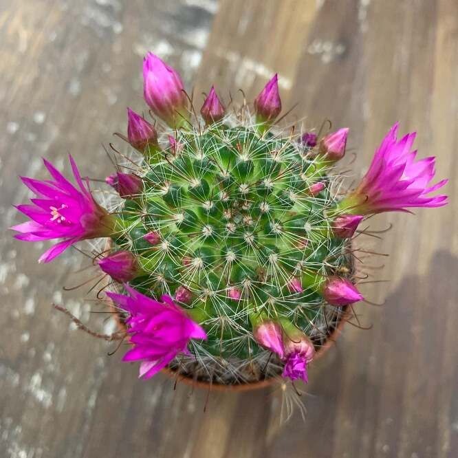 Mammillaria zeilmanniana