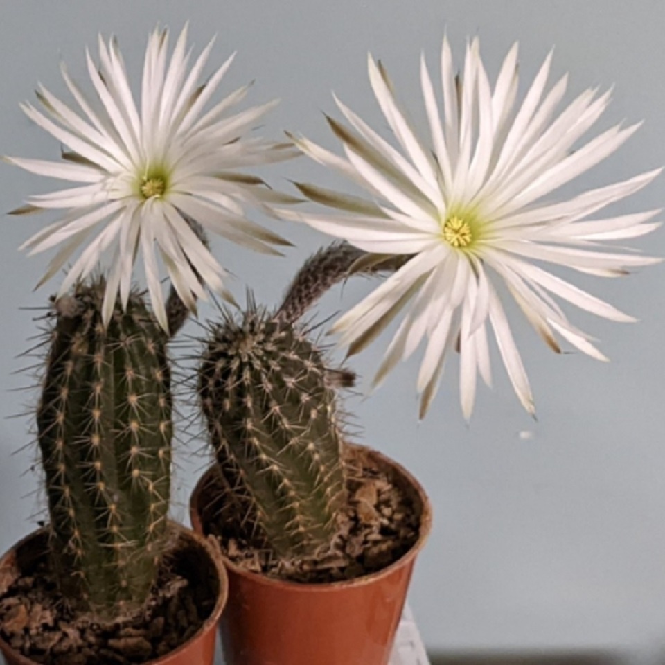Setiechinopsis mirabilis