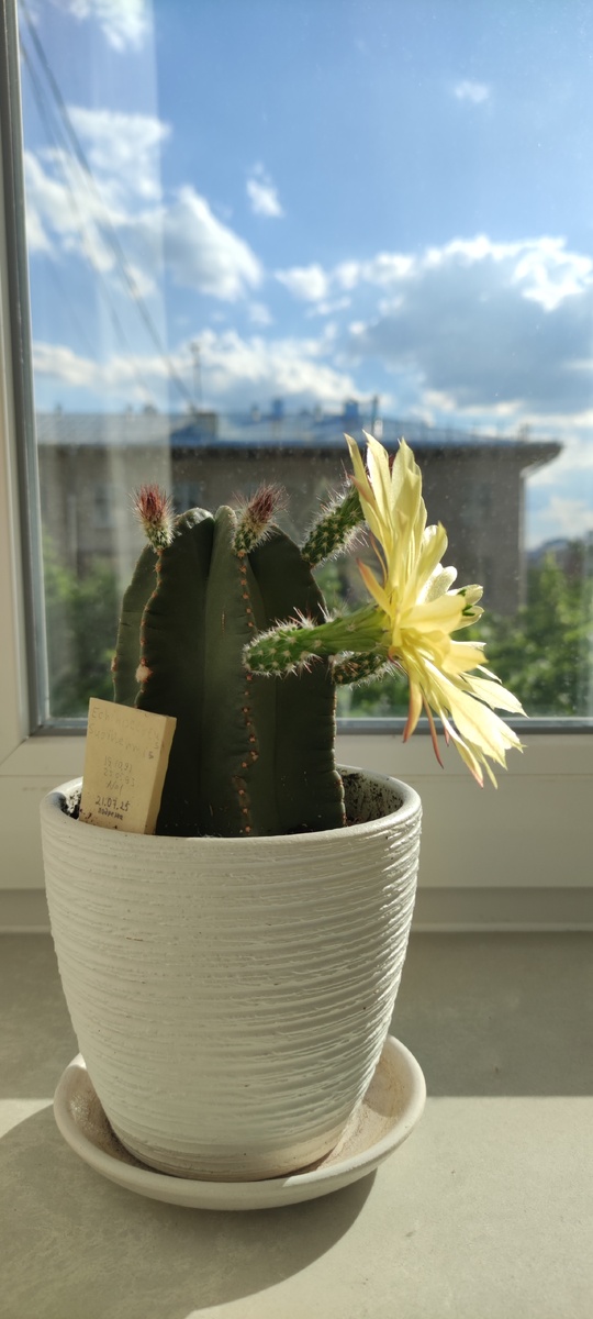 Echinocereus subinermis. Фото В.Миронова