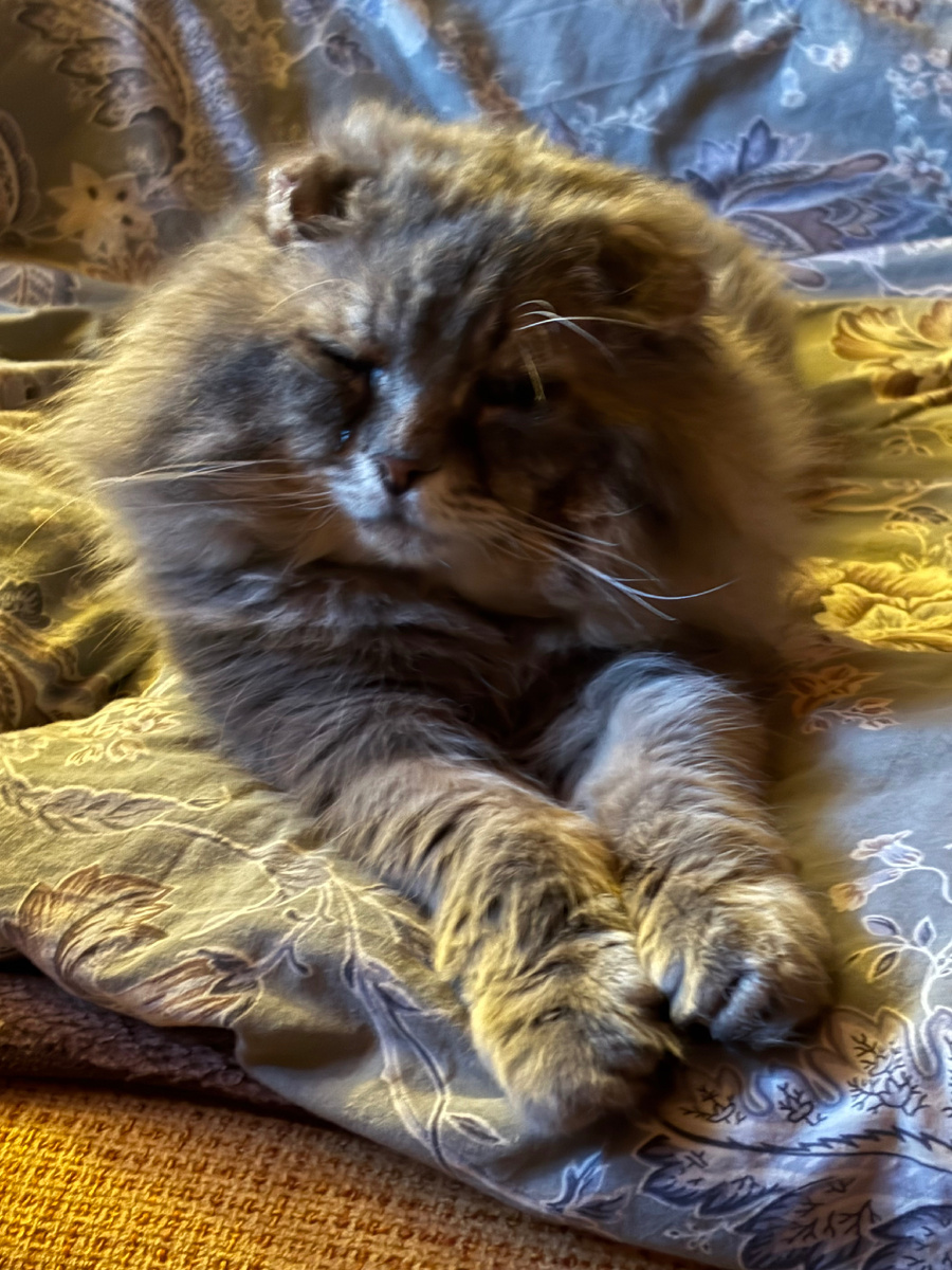 Ну как можно не потискать такого котика!