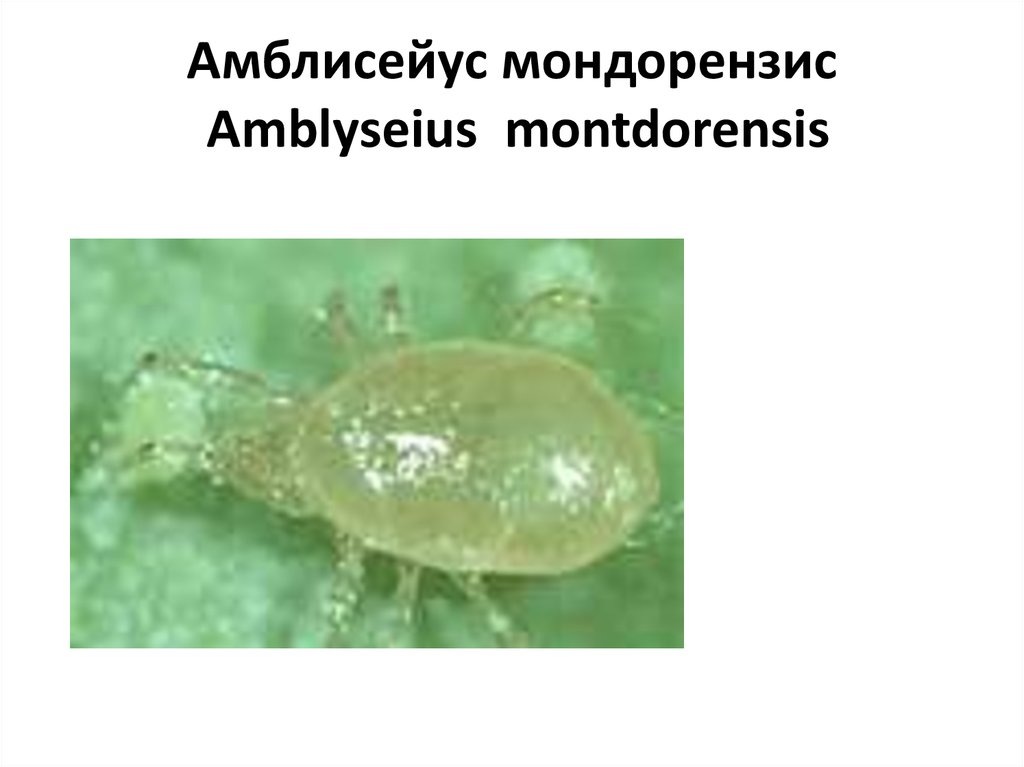 Изображение из открытых источников 