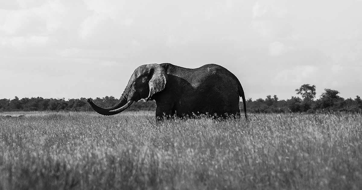 Vincent van Zalinge / Unsplash