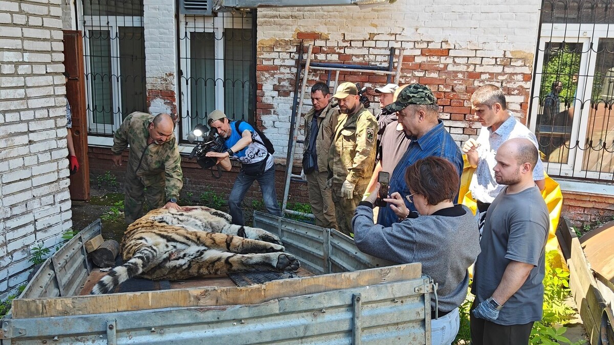    амурский тигр   Пресс-служба ФГБУ «Заповедное Приамурье».