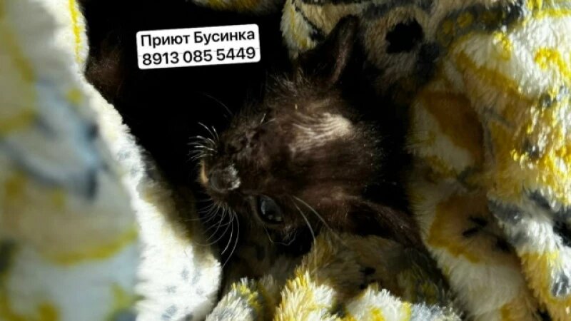     Кот Микроб. Приют «Бусинка» Светланы Абрамовой.