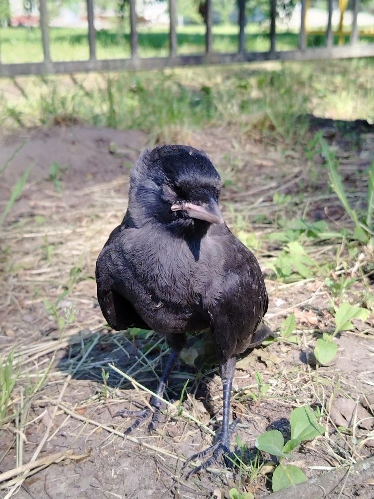 Птенец