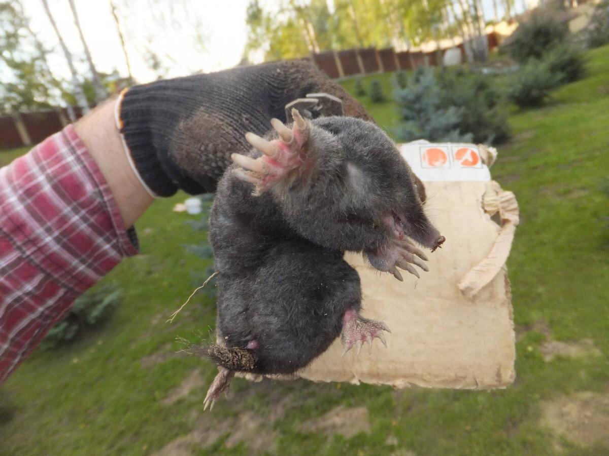 garden-zoo.ru