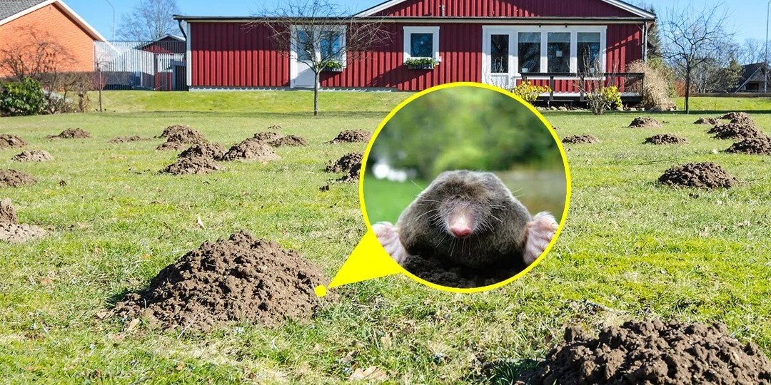 «Он же мне всю картошку съел!»: главный миф о кротах, в который мы все верим
