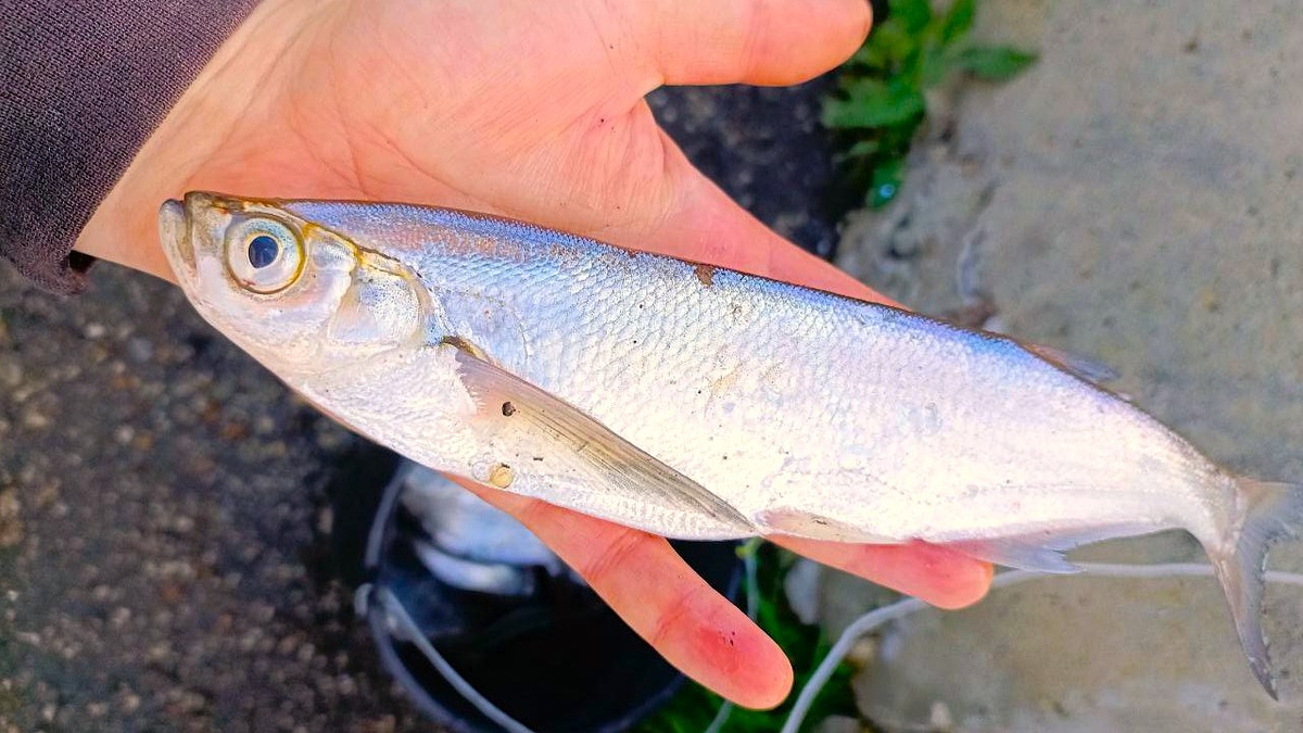 Чехонь (лат. Pelecus cultratus) 