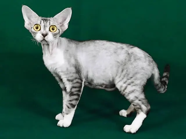 https://cfa.org/breed/devon-rex/