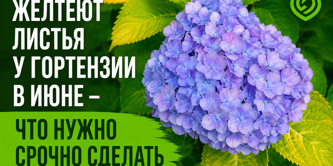 Желтеют листья у гортензии в июне - что нужно срочно сделать