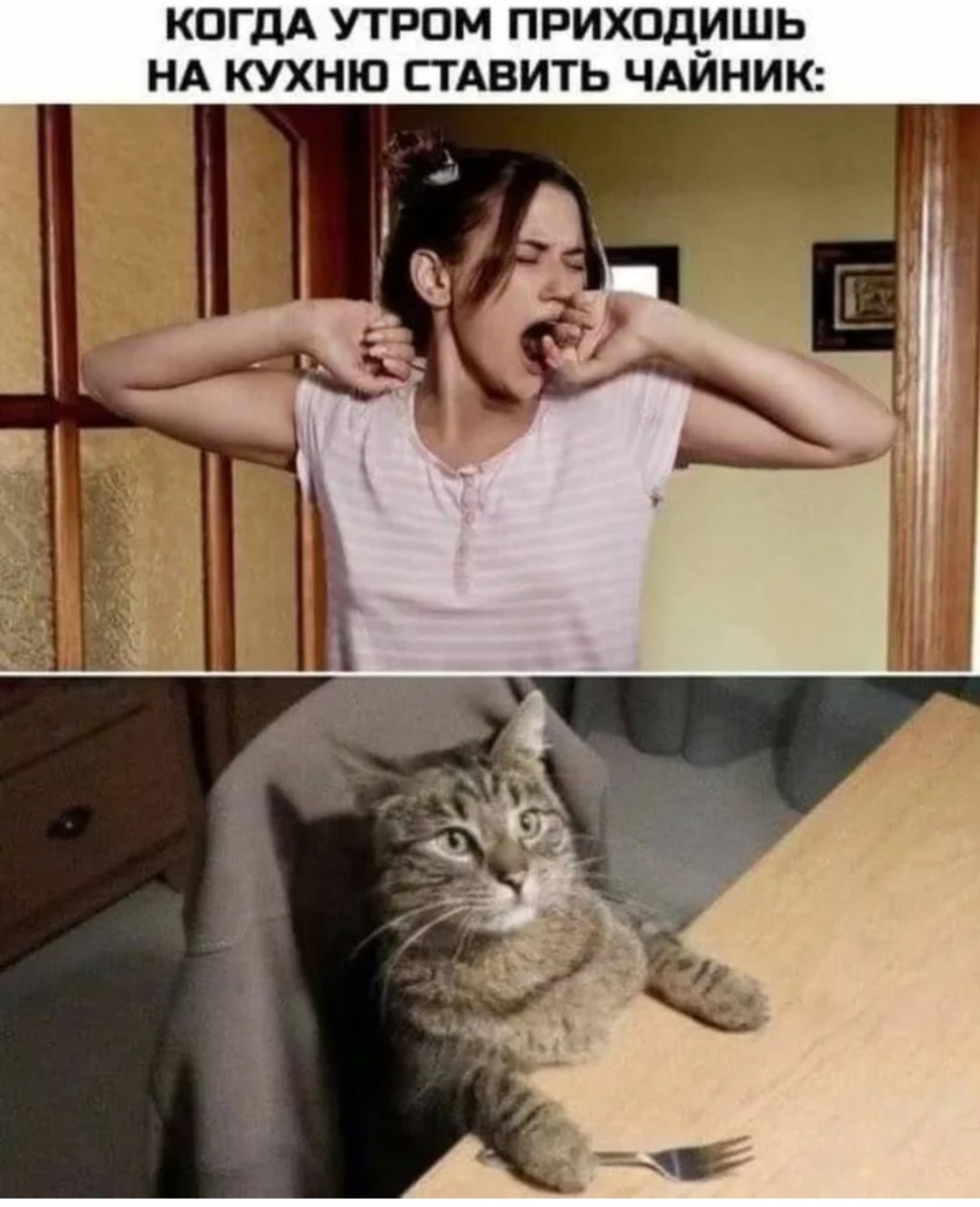 Котик и утро 🌄,  --взято из интернета с целью ознакомления. 