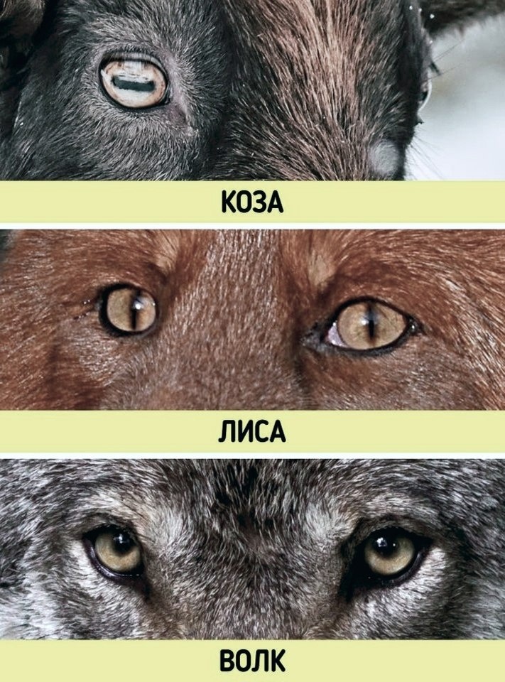 Глаза животных