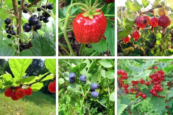 
Какие плодовые кустарники следует сажать рядом друг с другом?