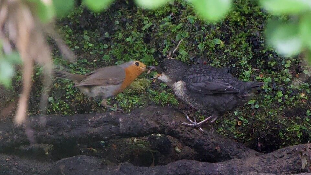 Взрослая зарянка (Erithacus rubecula) кормит слетка оляпки (Cinclus cinclus)
James Clements / Facebook*