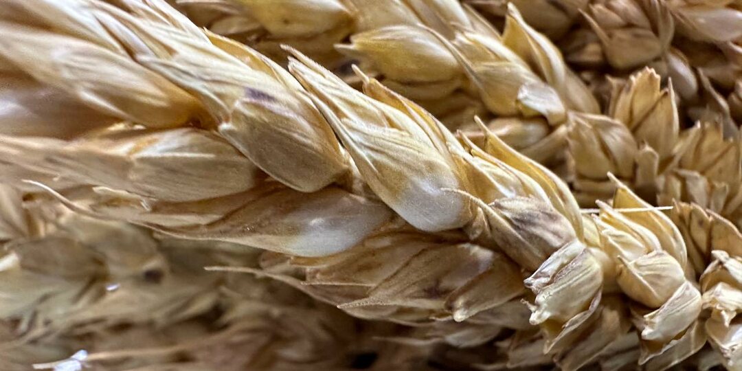 Экспорт продукции АПК Кубани снизился почти на 5% в I квартале 2026 г.