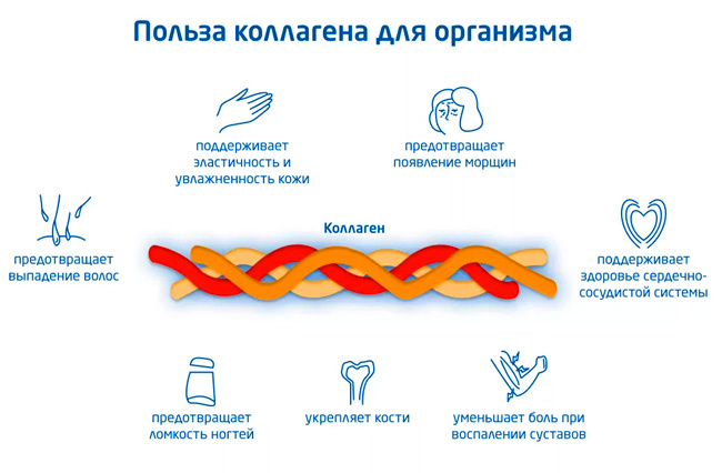  Коллаген составляет четверть всего белка в нашем организме и поддерживает структуру кожи, суставов, костей и многих других тканей.