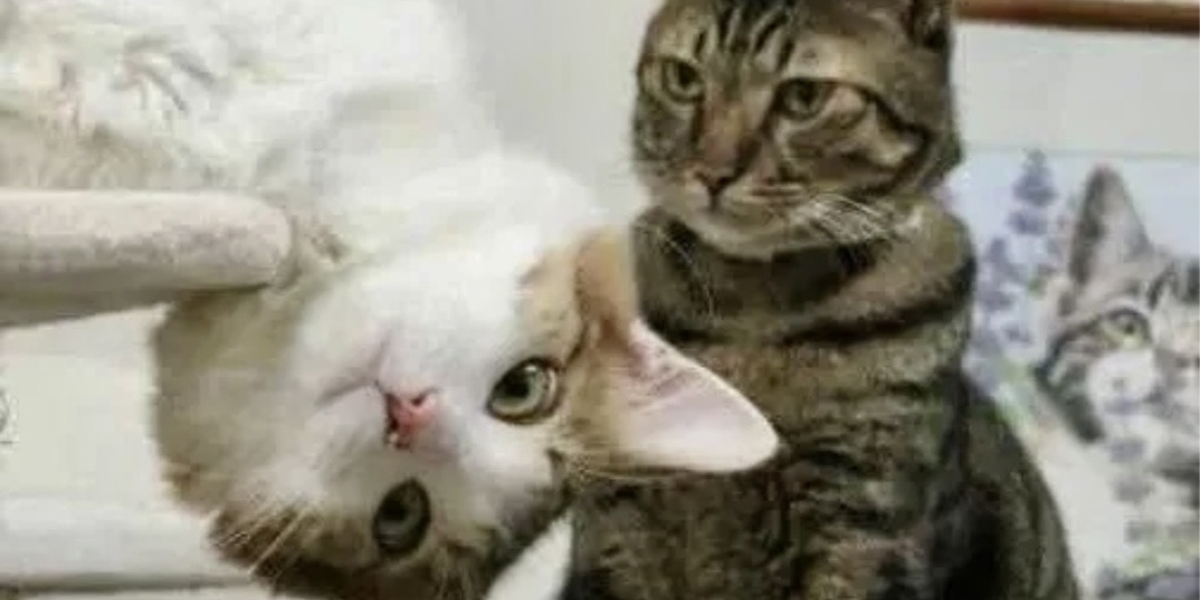 1 кот хорошо, а 2 – еще лучше: смешные моменты с котами. Часть 2