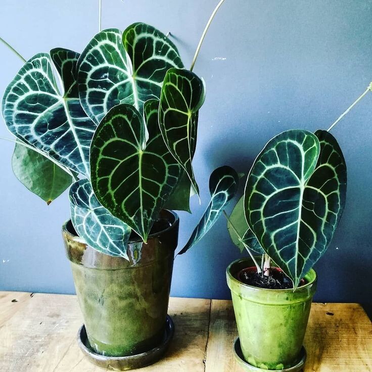 Anthurium clarinervium