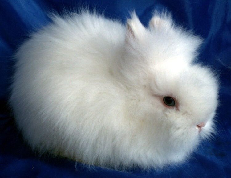 фото из сайта ru.pinterest.com 