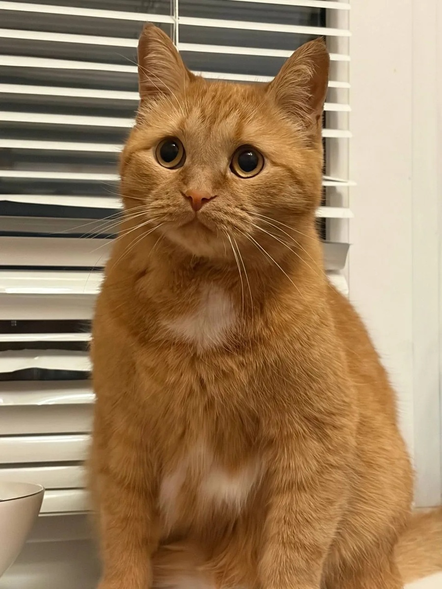 И вот такой красавец стал 🐱. Как однажды сказал ветеринар - мечта любой кошачьей женщины. 