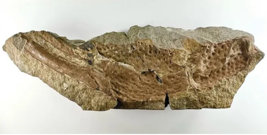 Фрагмент окаменелости указывает на то, что у P. gigas, вероятно, были клешни длиной около 12 сантиметров. Ричи Ховард/NHM