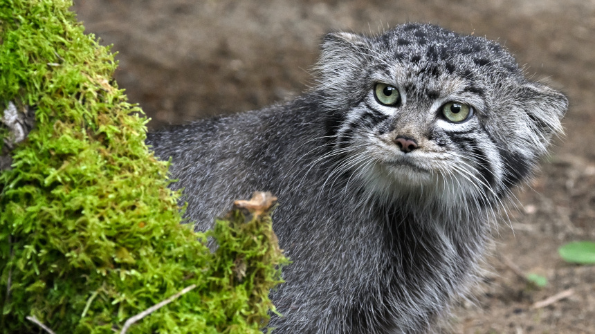    Фото: © РИА Новости/Илья Наймушин; Telegram/Московский зоопарк/Moscowzoo_official; 5-tv.ru