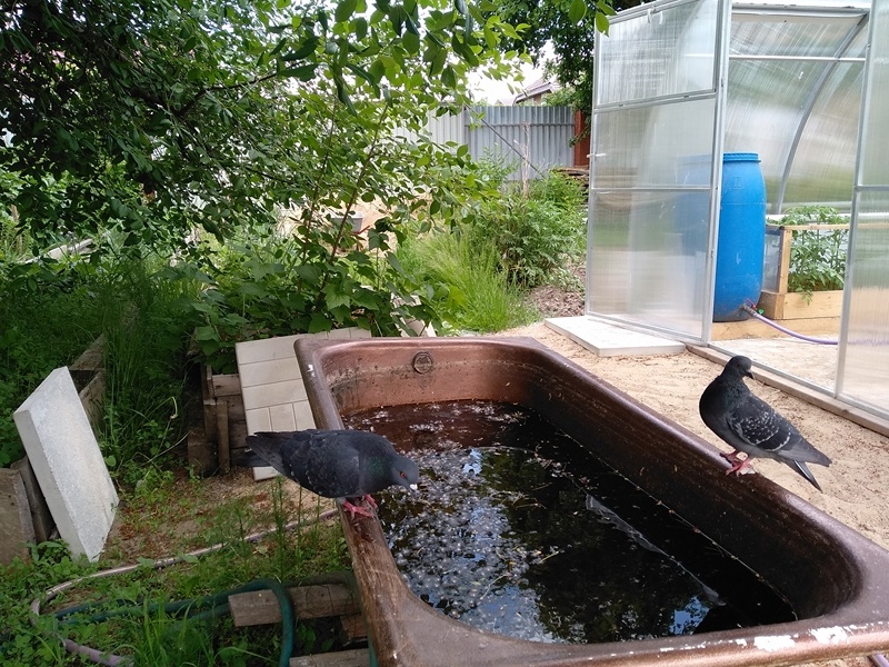 Гости прилетели на водопой