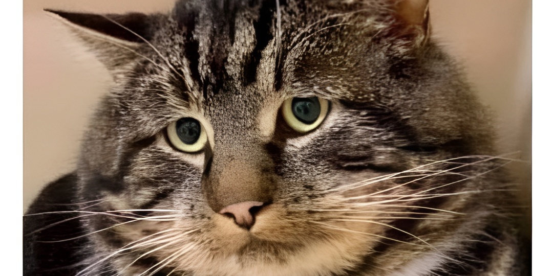 Мемы с котиками для отличного настроения: 15 смешных фото про кошачьи глаза