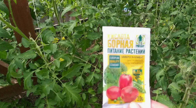 Борная кислота помогает завязыванию плодов. Фото из интнрнета