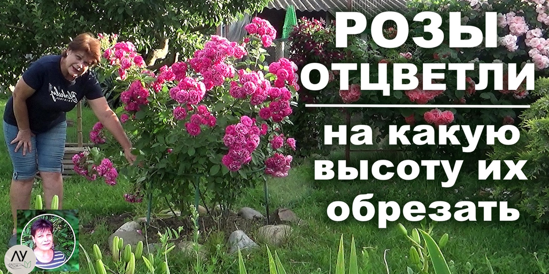 Обрезка роз после первого цветения: на какую высоту срезать побеги, чтобы розы зацвели второй раз еще пышнее