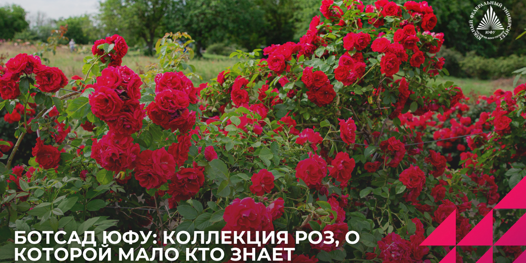 Более 300 сортов за 10 лет: как развивается коллекция роз в Ботаническом саду ЮФУ