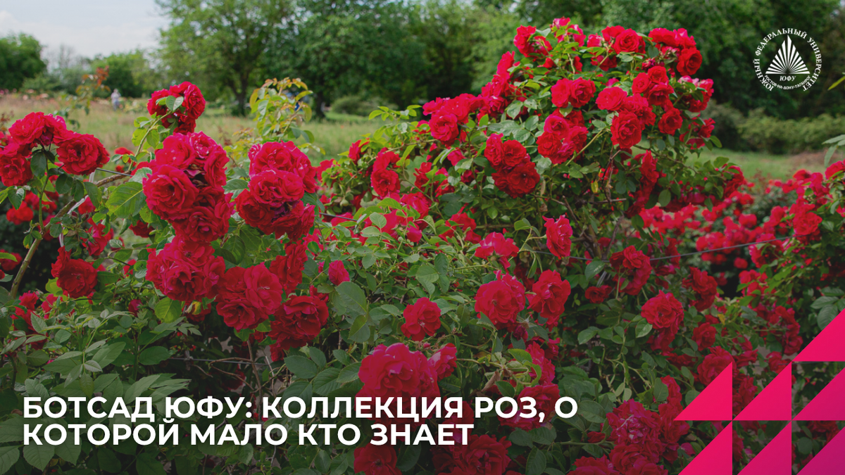 Источник: Центр общественных коммуникаций ЮФУ