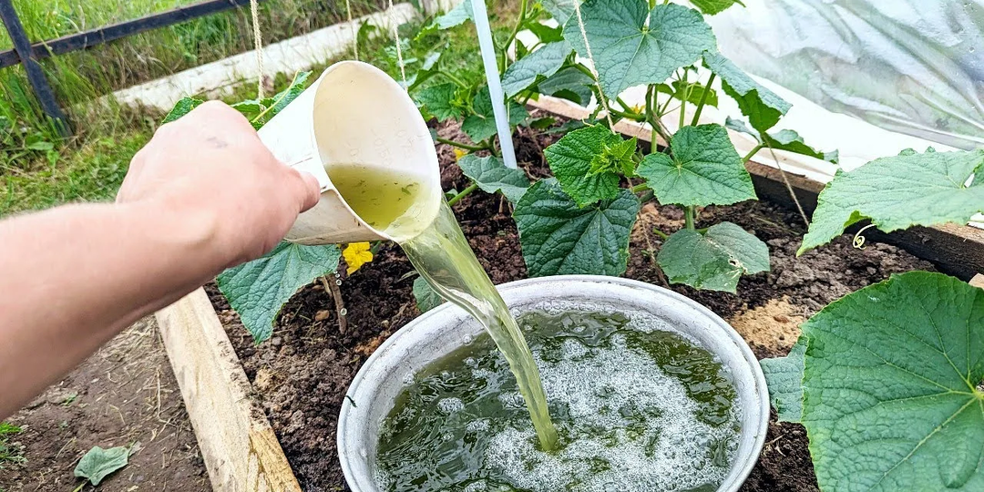 🥒 «Лью эти 5 подкормок под огурцы в июне — и они плодоносят, как бешеные! Топ‑5 самых важных удобрений» 🥒
