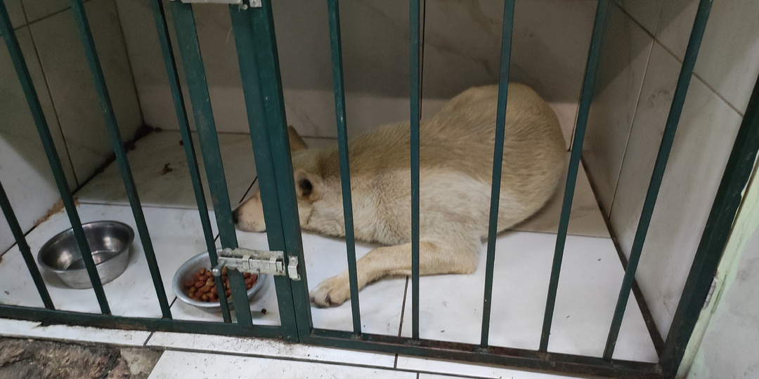 ✅ Она больше не станет мамой в мире, где дети обречены… 💔🐕‍🦺